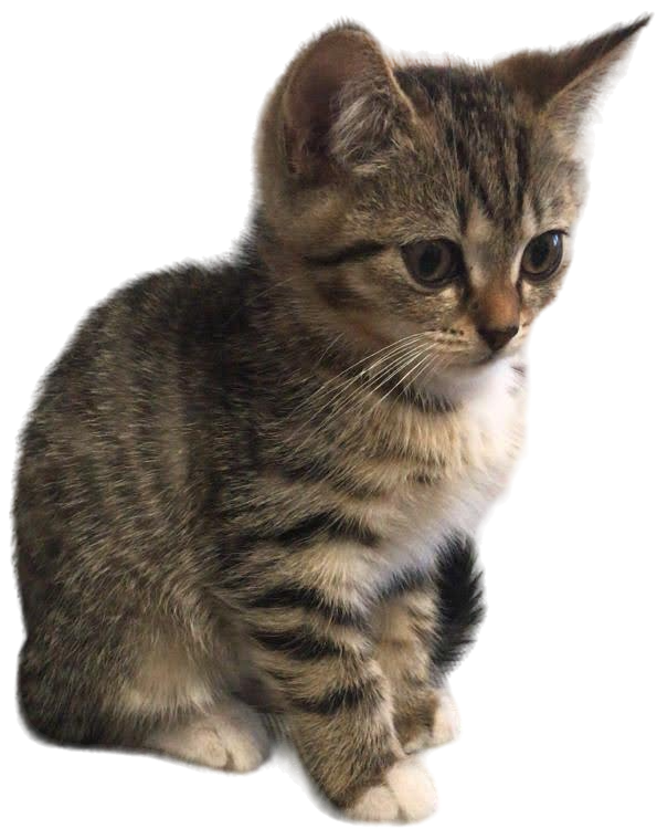Kitty:3