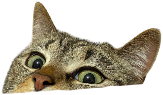 Kitty:3